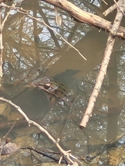Lithobates sphenocephalus utricularius