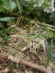 Cyperus distans