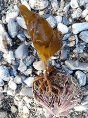Brachiopoda