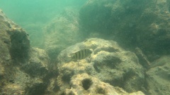 Abudefduf bengalensis