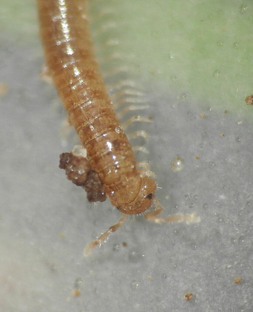 Melogona gallica