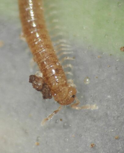 Melogona gallica