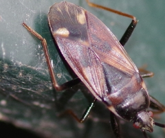Eremocoris