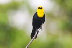 Chrysomus icterocephalus