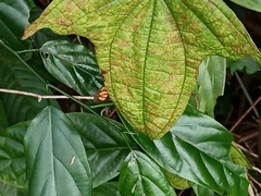 Odina hieroglyphica