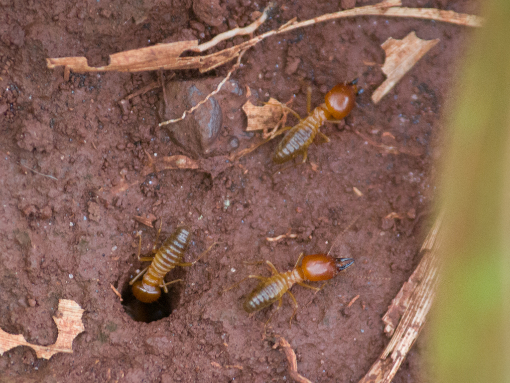 Syntermes nanus