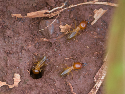 Syntermes nanus