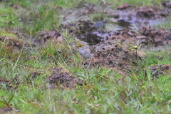 Ammodramus aurifrons