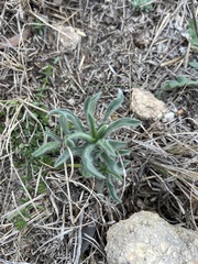 Plantago helleri