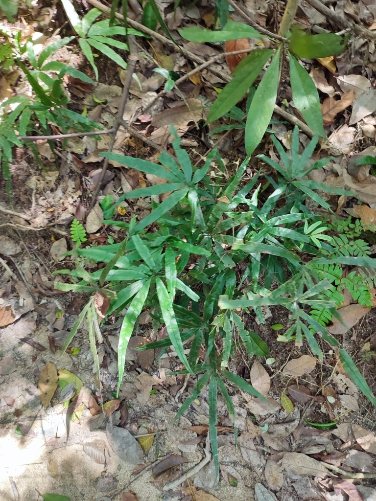 Pteris venulosa (Pteris venulosa)