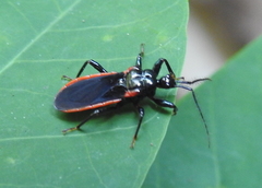 Ectrychotes serdangensis