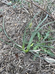 Zephyranthes drummondii