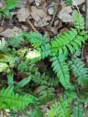 Adiantum latifolium