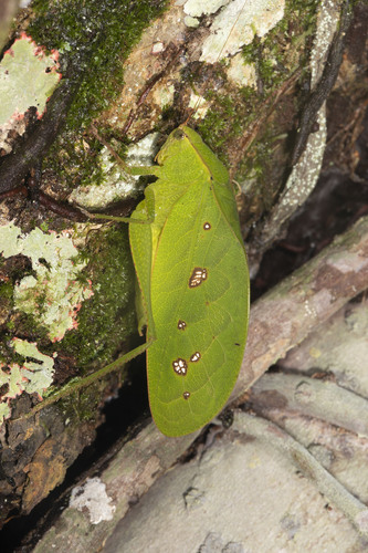 Metaprosagoga insignis