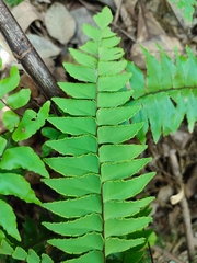 Adiantum latifolium