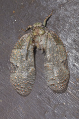 Flatolystra verrucosa