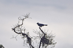 Cyanocorax violaceus
