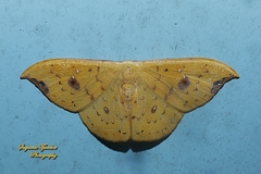 Tridrepana fulvata