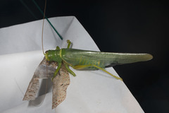 Flatolystra verrucosa