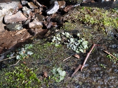 Dermatocarpon luridum