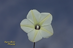 Ipomoea obscura