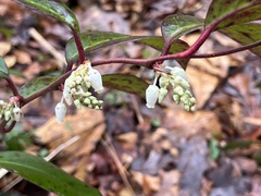 Leucothoe