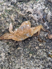 Pachygrapsus crassipes
