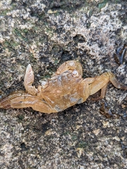 Pachygrapsus crassipes