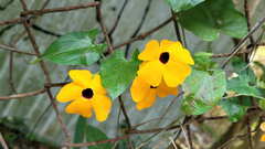 Thunbergia alata