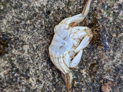 Pachygrapsus crassipes