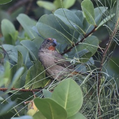 Melopyrrha violacea