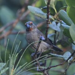Melopyrrha violacea