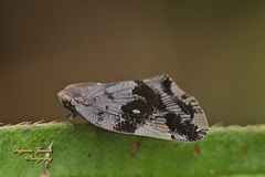 Ricania speculum