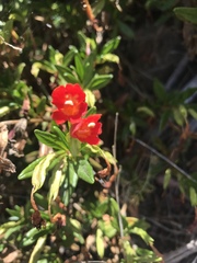 Diplacus parviflorus