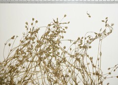 Sabulina dawsonensis