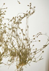 Sabulina dawsonensis