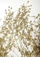 Sabulina dawsonensis