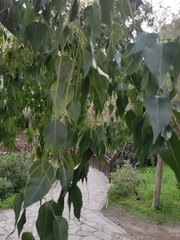 Brachychiton populneus