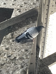 Columba livia domestica