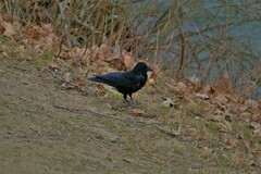 Corvus corone