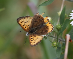 Tharsalea hyllus