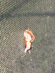 Eudryas unio