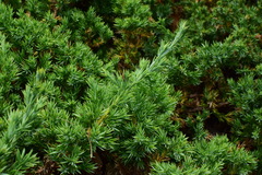 Juniperus procumbens