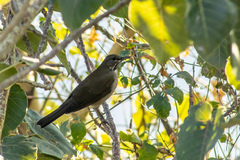 Turdus assimilis