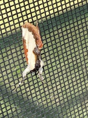 Eudryas unio
