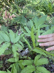 Tectaria heracleifolia