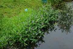Pontederia cordata