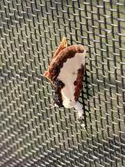 Eudryas unio