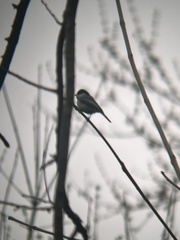 Poecile carolinensis