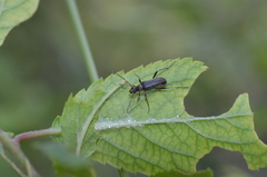 Grammoptera ruficornis
